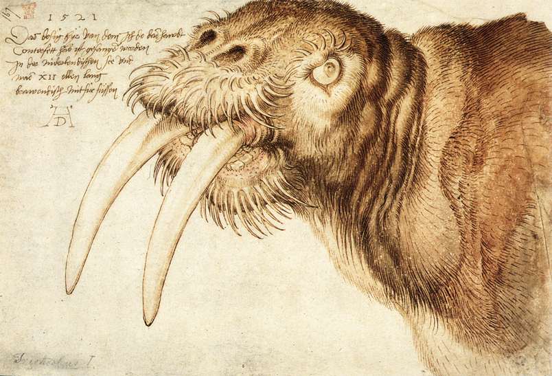 Walrus Albrecht Durer